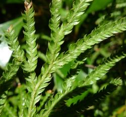 Lycopodium volubile. Ventral surface of aerial branches showing two rows of larger lateral leaves and one row of smaller ventral leaves.
 Image: L.R. Perrie © Te Papa CC BY-NC 4.0